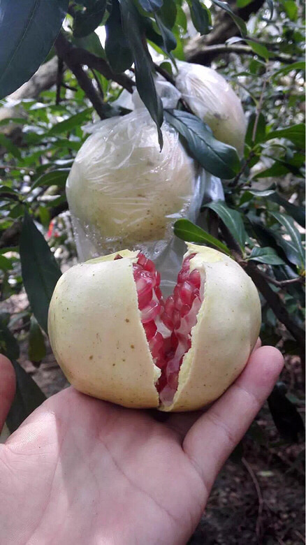 蒙自白石榴～说多了都是口水