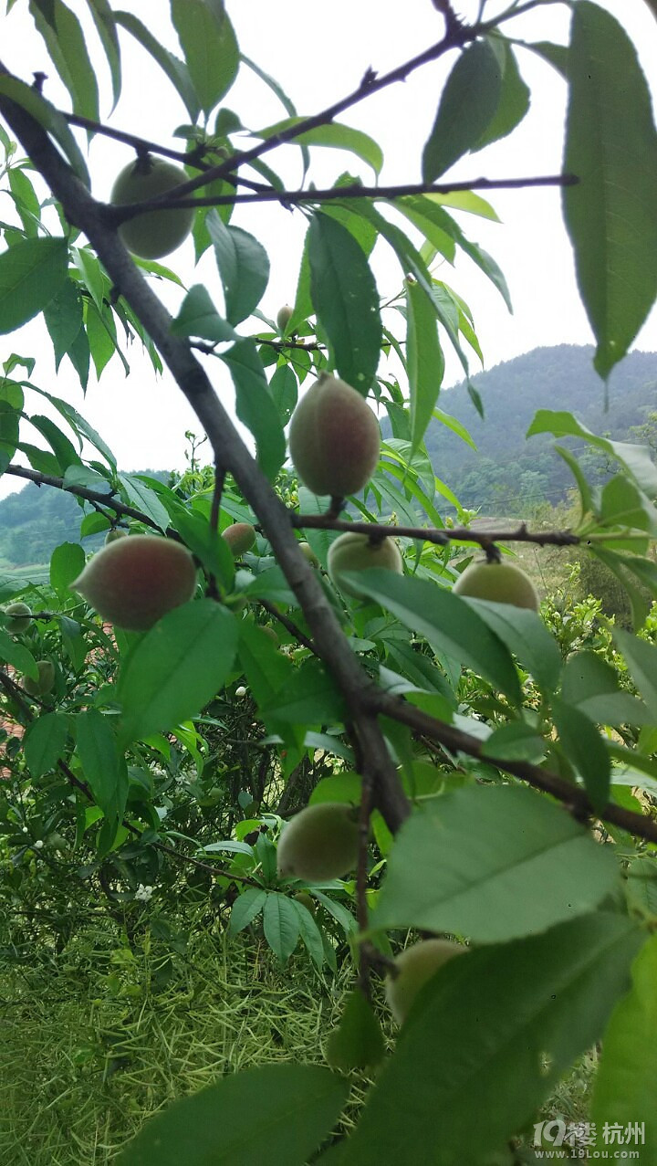 绿色好心情!开心随意拍!小小桃子-手机随手拍-杭州19楼