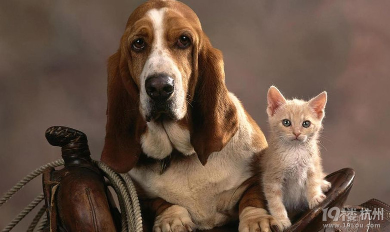 奥巴马爱狗,普京就去抱猫-宠物新闻-家有宠物-