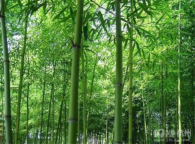 初秋好去处!竹林周边攻略成都,治愈你被特色污杭州一日游城市图片