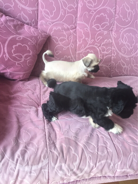 雪纳瑞串串350一条包健康哈好养易活、喂