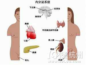 雌二醇 了解其定义、正常值及作用-想要宝宝-杭
