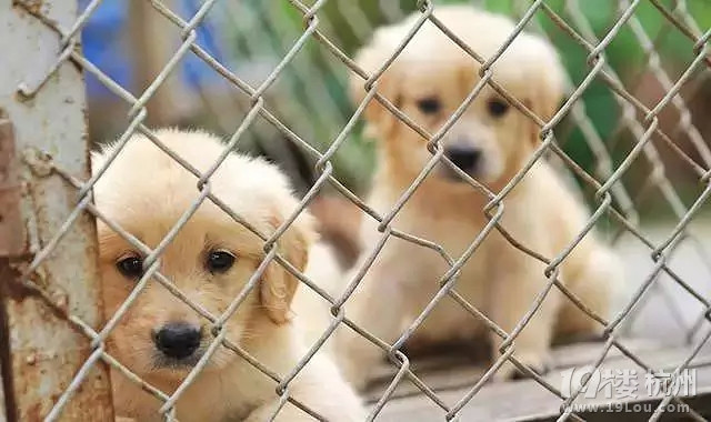 11个原因为什么去收容所领养狗狗才是正确的