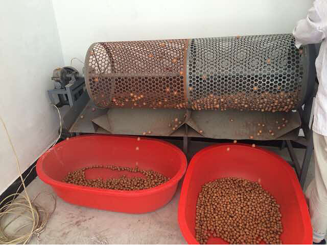 简单发个山核桃加工过程-手机随手拍-杭州19楼