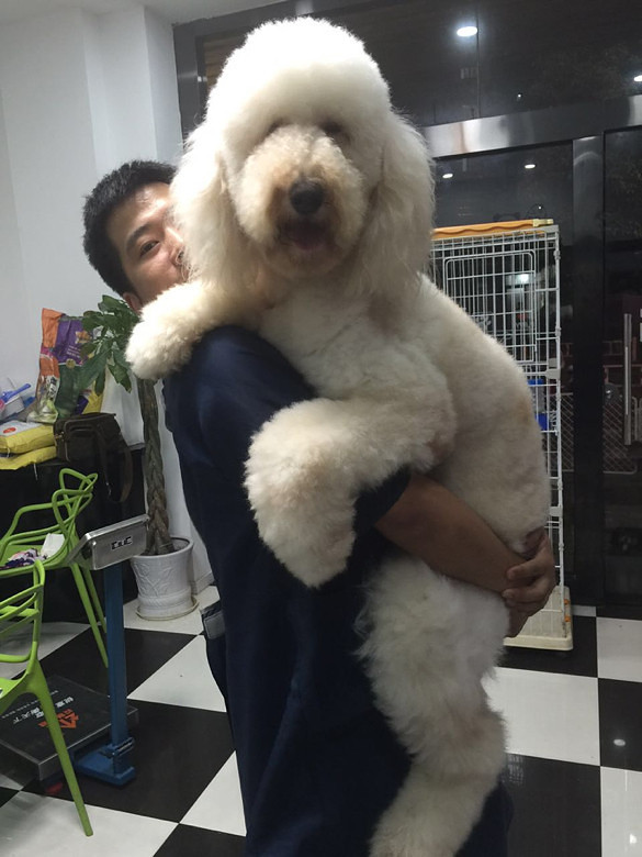 最聪明可爱干净不掉毛的大型犬萌萌嗒-家有宠物-杭州19楼