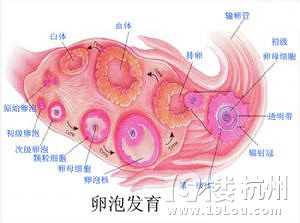 卵泡大小正常值   关乎健康的医学  