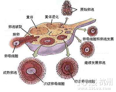 卵泡大小正常值   关乎健康的医学  