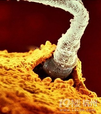 精子和卵子结合需要多长时间 育儿那些事儿-想