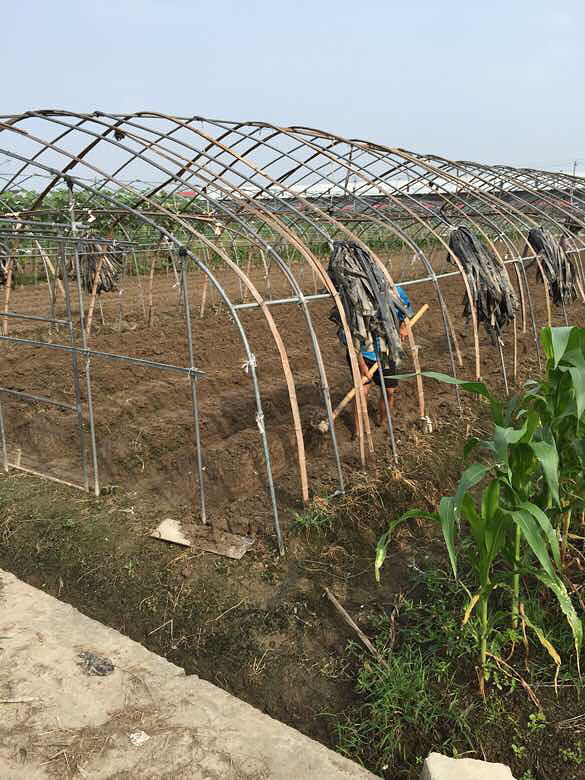 我家种草莓[ej=1f353]的欢迎到时候-手机随手拍