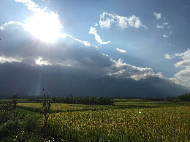 心若向阳,无谓悲伤-手机随手拍-杭州19楼