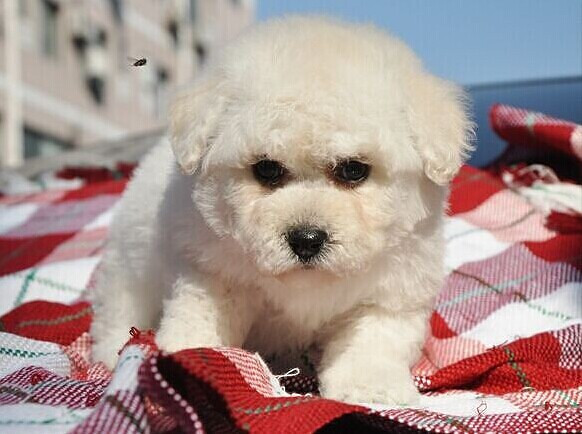 我被爱判处终身孤寂-来自那英一样的棉花糖比