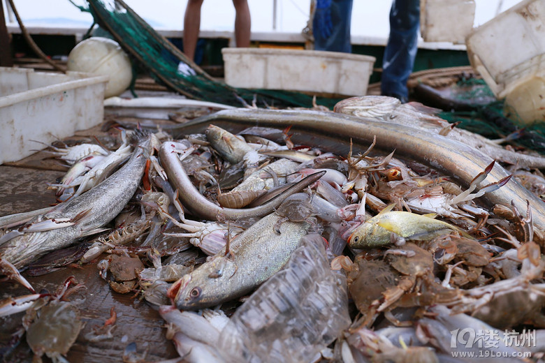 舟山踏浪出海捕鱼喽-游记攻略-旅游先遣队-杭州