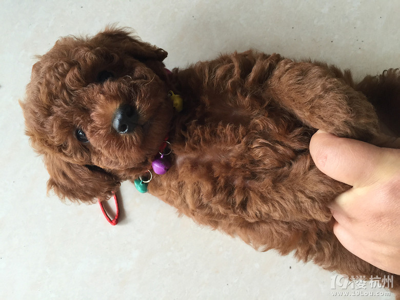 家有粘人小妖精,求抱走-宠物相关交易区-杭州1