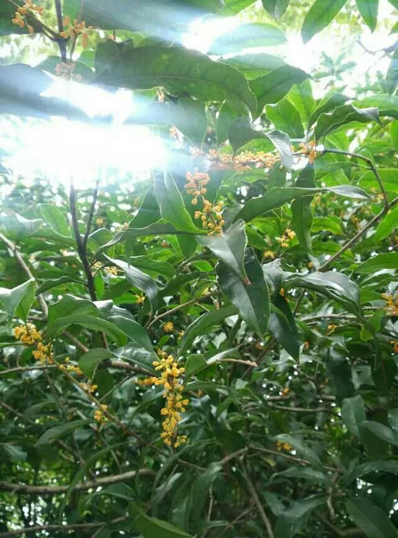 记忆是阵阵花香~-手机随手拍-杭州19楼