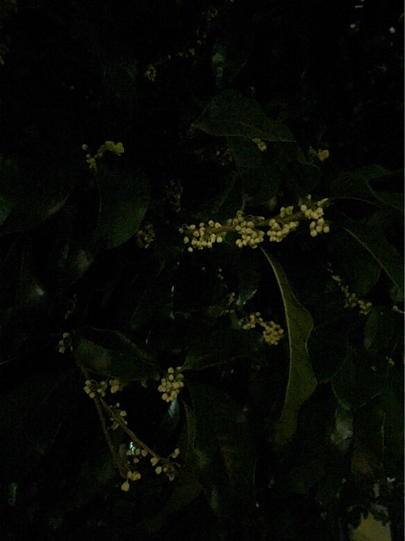 晚上走路,一阵浓郁的桂花香-手机随手拍-杭州1