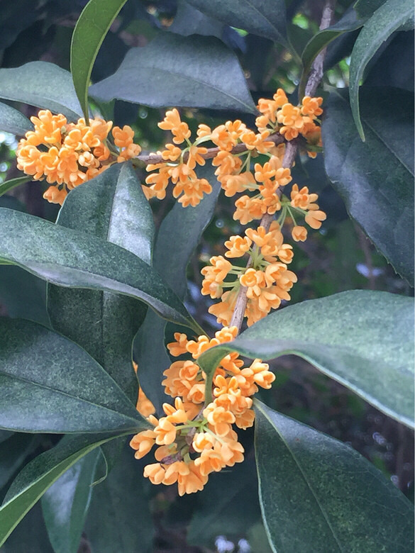 每年最喜欢的季节最喜欢的花又盛开了-手机随