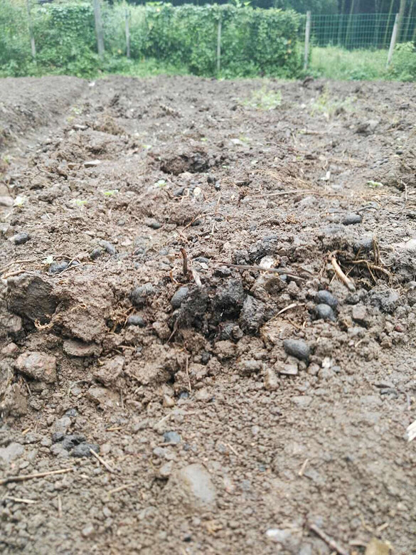 土肥成这样 还有肥蚯蚓 种出来的菜菜肯定-美食