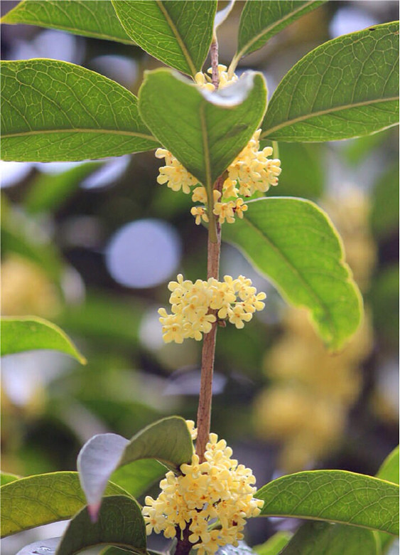 正月茶花。 二月杏花。三月桃花。四月薔蔽