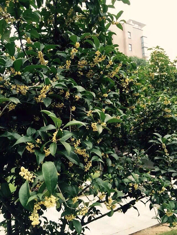 正月茶花。 二月杏花。三月桃花。四月薔蔽