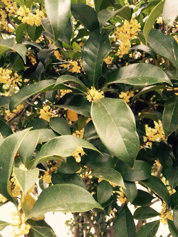 正月茶花。 二月杏花。三月桃花。四月薔蔽