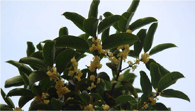 正月茶花。 二月杏花。三月桃花。四月薔蔽