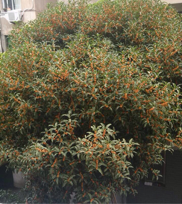 正月茶花。 二月杏花。三月桃花。四月薔蔽