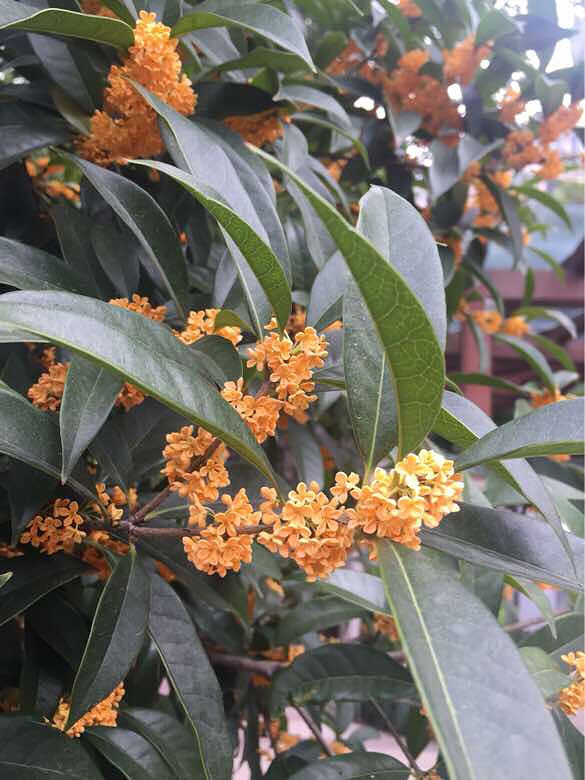 美上枝头-手机随手拍-杭州19楼