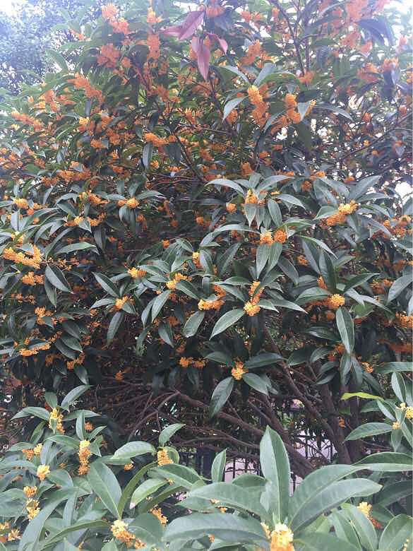 美上枝头-手机随手拍-杭州19楼