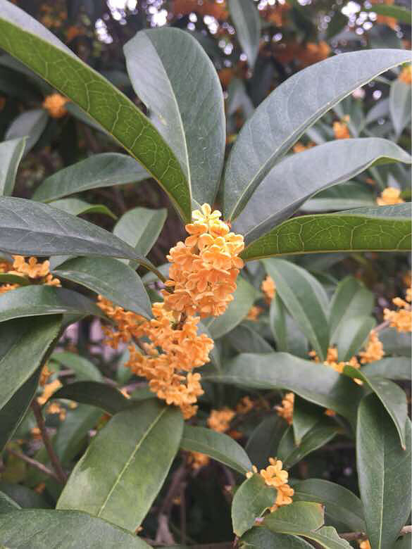 美上枝头-手机随手拍-杭州19楼