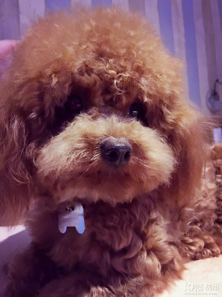 小糯米和小七当粑粑麻麻啦--小小宝们的养成记