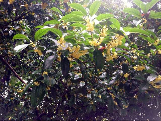 一阵秋风一阵雨,雨打桂花落满地。徜徉湖边-大