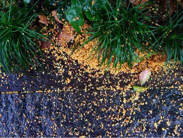一阵秋风一阵雨,雨打桂花落满地。徜徉湖边-大
