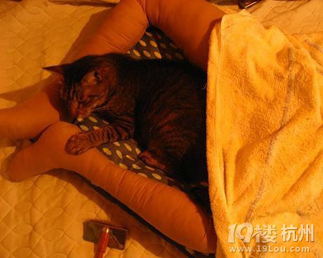 貓咪有“戀腿癖” 網(wǎng)友竟然做了個(gè)「腿型貓床」