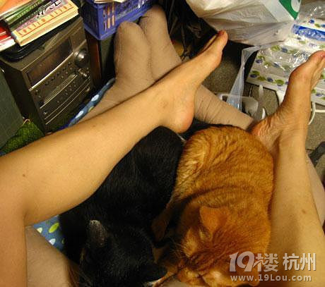 貓咪有“戀腿癖” 網(wǎng)友竟然做了個(gè)「腿型貓床」