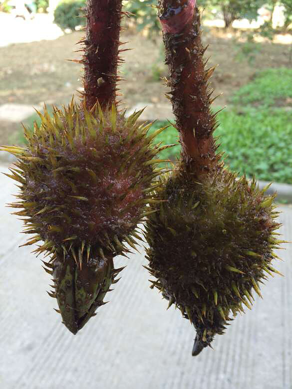 万能的19楼~看看这是什么鬼~