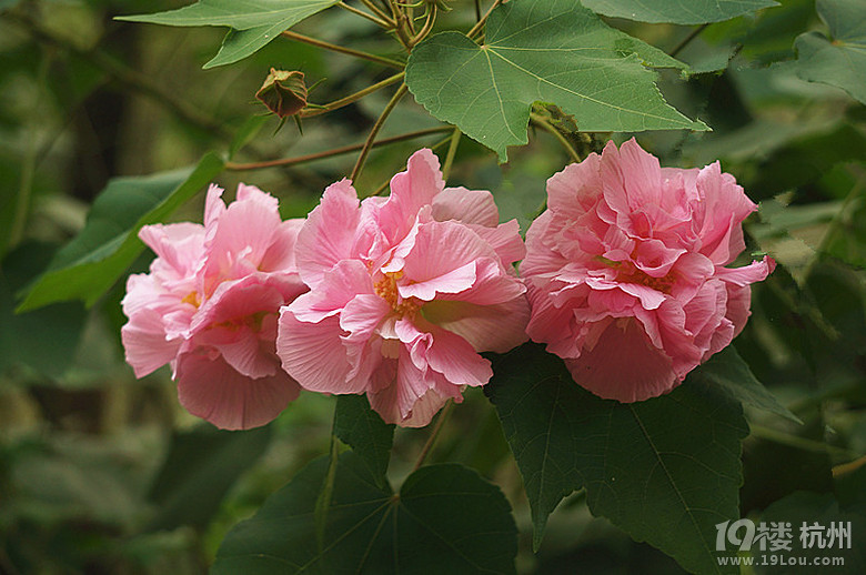 美丽的芙蓉花