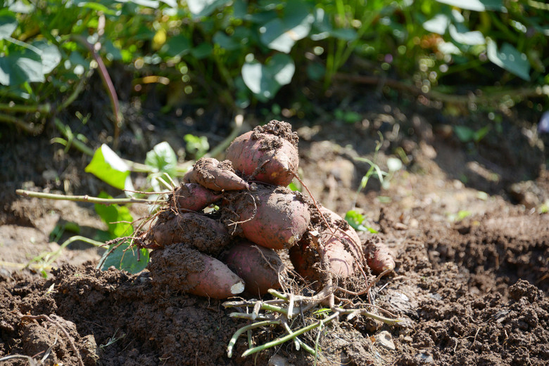 挖红薯-边走边拍-边走边拍-杭州19楼