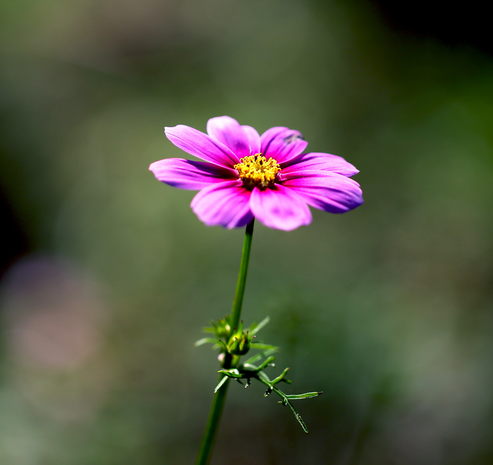 格桑花