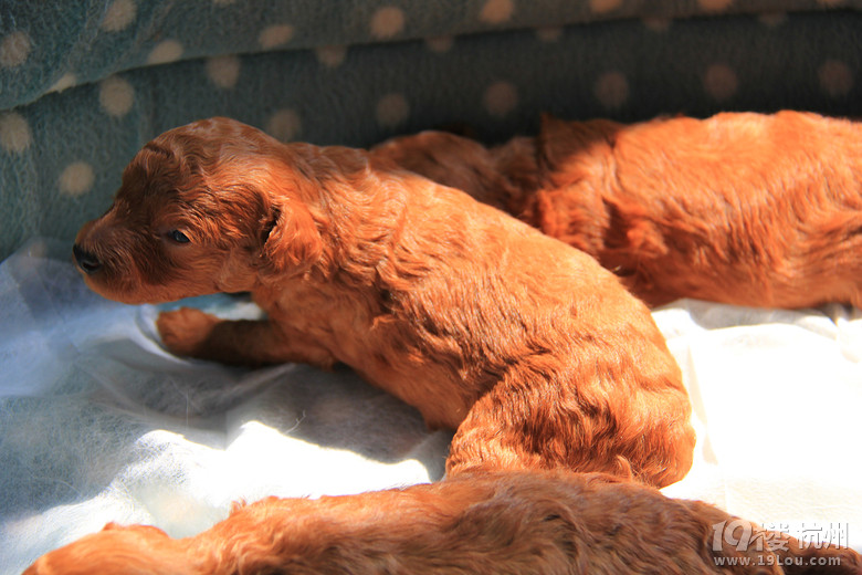 家里泰迪狗狗想找主人了-宠物相关交易区-杭州