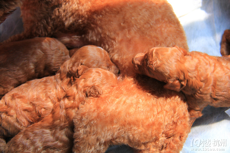 家里泰迪狗狗想找主人了-宠物相关交易区-杭州