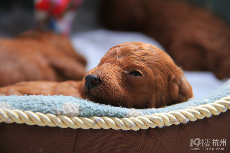 家里泰迪狗狗想找主人了-宠物相关交易区-杭州