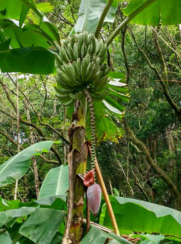 野生香蕉!-手机随手拍-杭州19楼