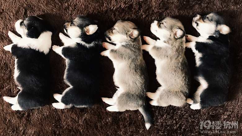 家有一窝柯基小奶狗 小短腿-宠物相关交易区-杭州19楼