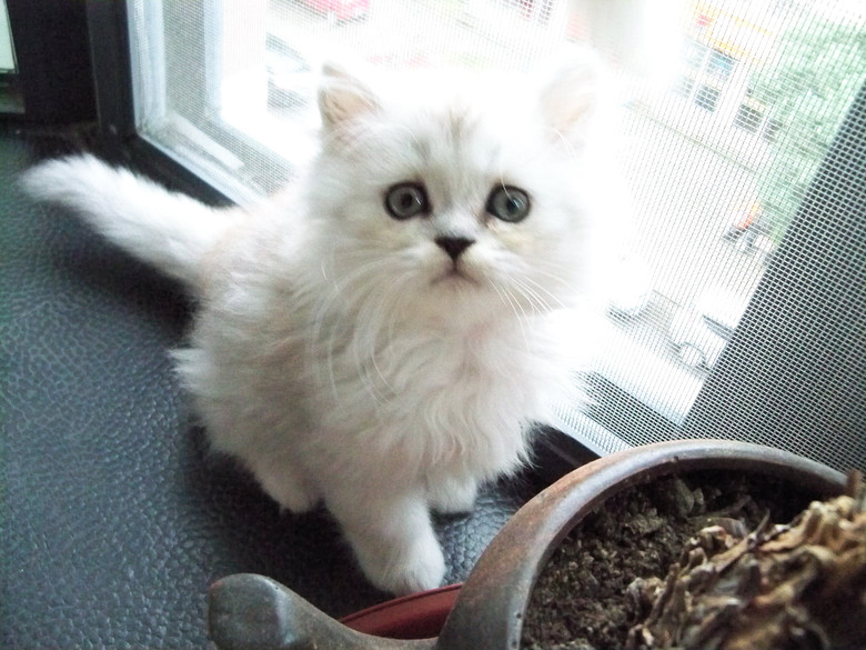 晒小猫,苏格兰折耳和英短-我要出售-宠物相关交易区-杭州19楼