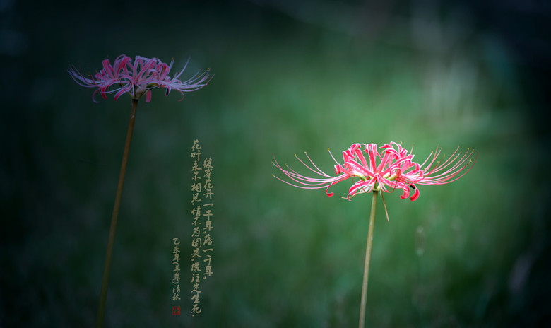 唯美彼岸花-风景照-19摄区-杭州19楼