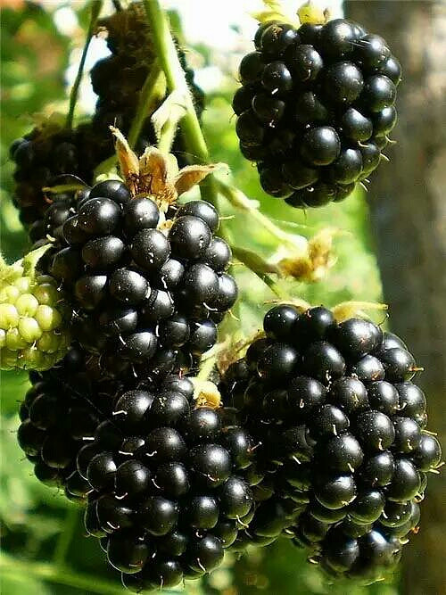 世界公认最健康的十大水果排名 你吃过几种 -饮