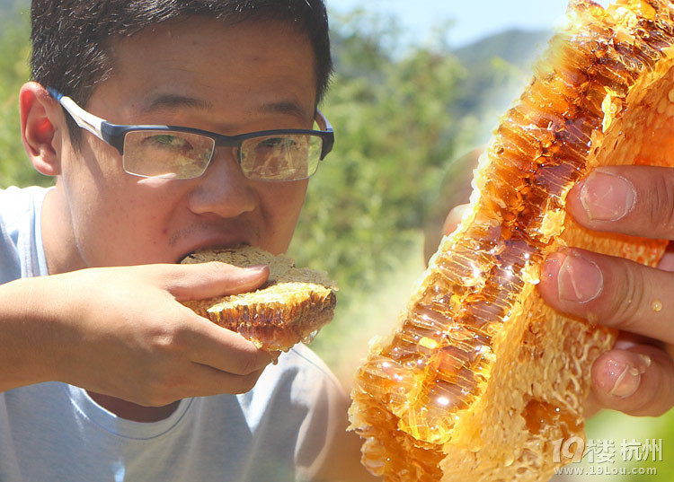 蒙山中养蜂,虽辛苦但坚持着-美食狗仔队-美食俱