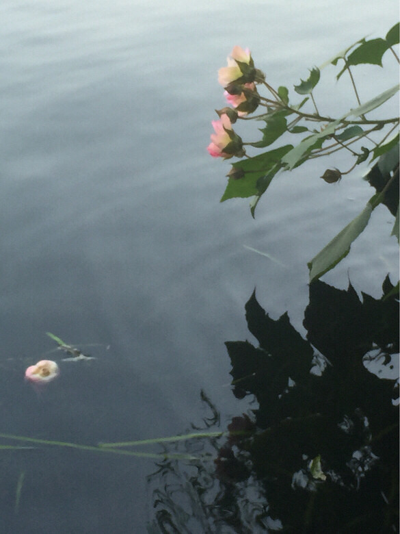 落花有意流水无情-手机随手拍-杭州19楼