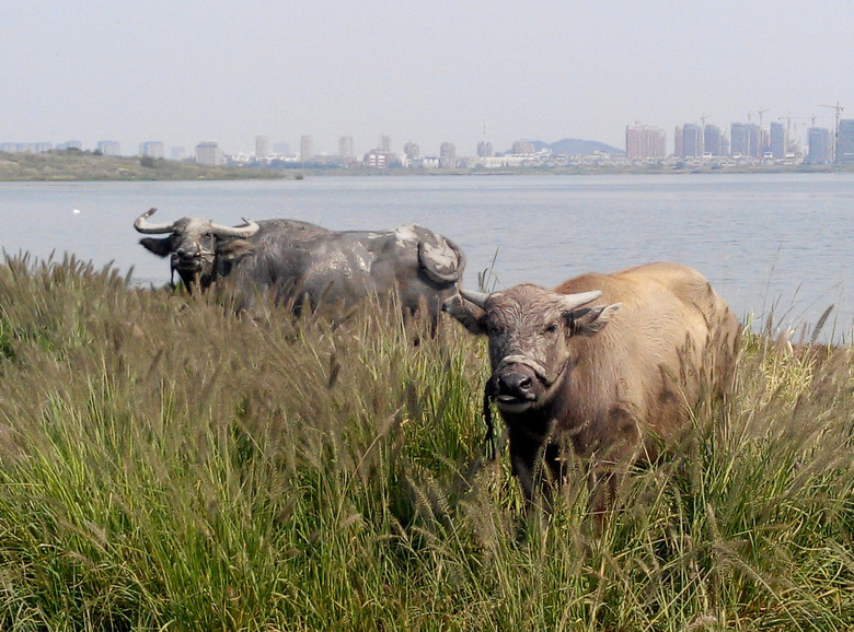 乡村野趣-边走边拍-边走边拍-杭州19楼