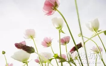 鸸ĸǲǕr(sh)ӳŮP?